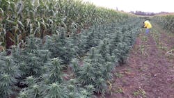 Beta Newequipment Com Sites Newequipment com Files Marijuana Growing Next To Corn