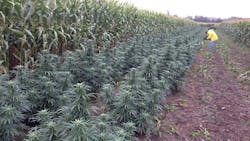 Beta Newequipment Com Sites Newequipment com Files Marijuana Growing Next To Corn Beta Newequipment Com Sites Newequipment com Files Marijuana Growing Next To Corn