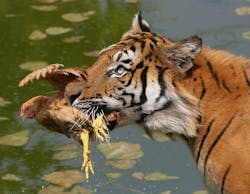 Beta Newequipment Com Sites Newequipment com Files Tiger With Chicken In Mouth Getty 75976480