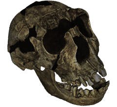 Beta Newequipment Com Sites Newequipment com Files Turkana Boy Skull Beta Newequipment Com Sites Newequipment com Files Turkana Boy Skull