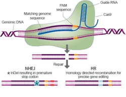 Beta Newequipment Com Sites Newequipment com Files Crispr Mechanism Beta Newequipment Com Sites Newequipment com Files Crispr Mechanism