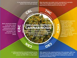 Cannabinoid Infographic Cannabinoid Infographic