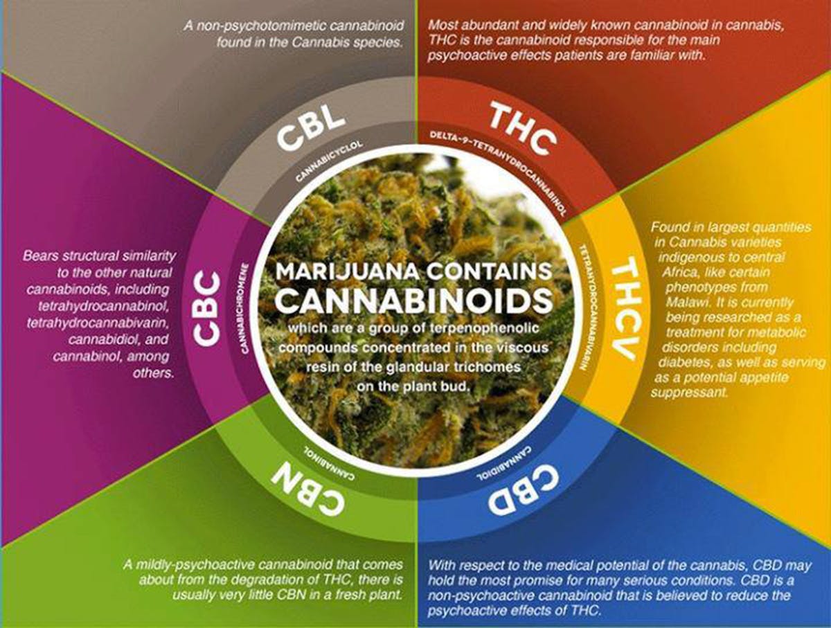 Cannabinoid Infographic
