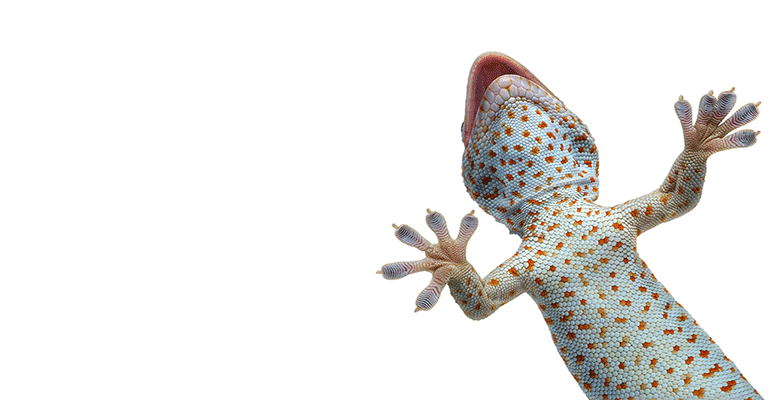 geckos on the ceiling