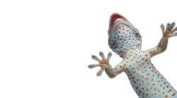 geckos on the ceiling