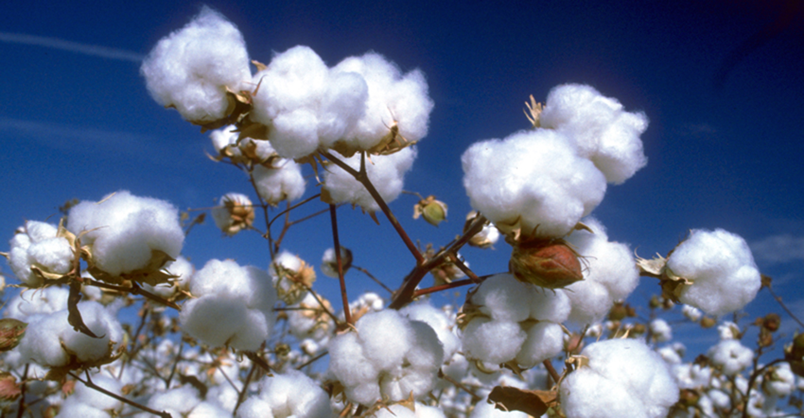 cotton-seeds