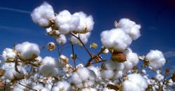 cotton-seeds cotton-seeds