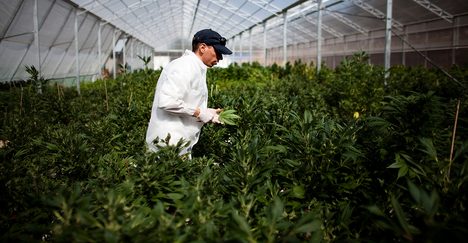 pot-farming-getty.