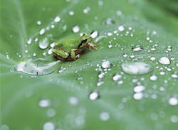 Lotus frog Lotus frog