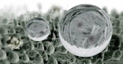 Lotus-close-up Lotus-close-up