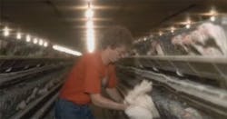 napoleon-chicken napoleon-chicken