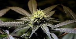 Marijuana Leaf Marijuana Leaf