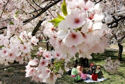 flower picnic flower picnic