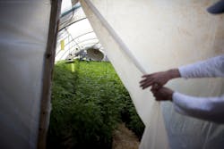 Curtain Pull Back Curtain Pull Back