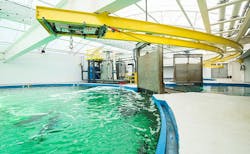 shark crane shark crane