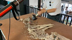 An NVision technician scans the Dimetrodon limbatus skeleton. Note the creature&rsquo;s elongated back spines, which face the technician.
