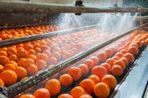 oranges-food-line