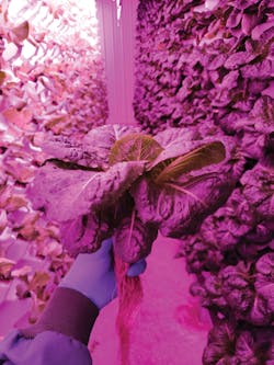 At its vertical farm in Faribault, Minnesota, Living Greens Farm grows leafy greens such as Romaine, Butter Lettuce, mixed greens, and basil.