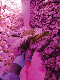 At its vertical farm in Faribault, Minnesota, Living Greens Farm grows leafy greens such as Romaine, Butter Lettuce, mixed greens, and basil. At its vertical farm in Faribault, Minnesota, Living Greens Farm grows leafy greens such as Romaine, Butter Lettuce, mixed greens, and basil.