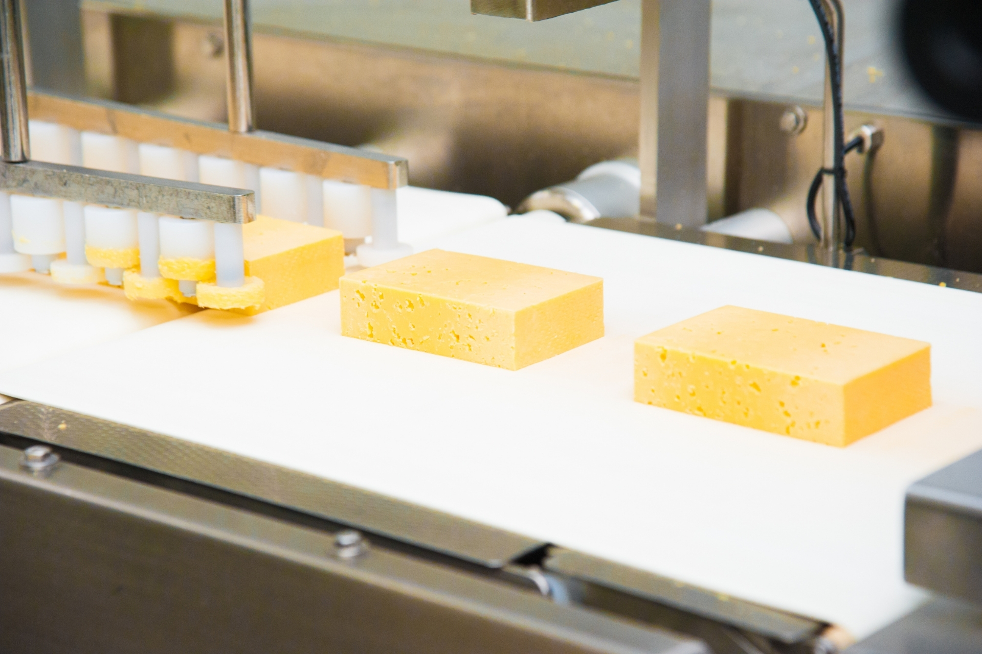 Cheese on conveyor