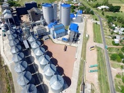 Barley Plant Barley Plant