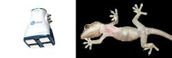 Left: Geck Gripper; Right: Actual Gecko Left: Geck Gripper; Right: Actual Gecko