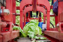 Lettuce Conveyor