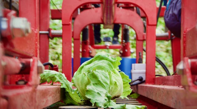 Lettuce Conveyor