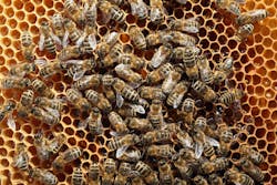 BLANKENFELDE, GERMANY - APRIL 25: Bees congregate on a honeycomb in the colony of beekeeper Reiner Gabriel in the garden of his home near Berlin on April 25, 2013, in Blankenfelde, Germany. Local beekeepers claim their yearly loss rates within their bee populations have gone from an average of 10% per year to 30% per year over the last 10 years, though they are unsure whether the cause lies with a mite and a virus it might be spreading or with the increased use of certain pesticides by local farmers. According to a recent report prepared by Greenpeace, seven pesticides currently in use in Europe present a real danger to bees. Bees are essential in nature in pollinating a wide variety of plants and trees. BLANKENFELDE, GERMANY - APRIL 25: Bees congregate on a honeycomb in the colony of beekeeper Reiner Gabriel in the garden of his home near Berlin on April 25, 2013, in Blankenfelde, Germany. Local beekeepers claim their yearly loss rates within their bee populations have gone from an average of 10% per year to 30% per year over the last 10 years, though they are unsure whether the cause lies with a mite and a virus it might be spreading or with the increased use of certain pesticides by local farmers. According to a recent report prepared by Greenpeace, seven pesticides currently in use in Europe present a real danger to bees. Bees are essential in nature in pollinating a wide variety of plants and trees.