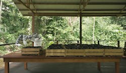 World’s most remote robot helps Amazon jungle reforestation project. World’s most remote robot helps Amazon jungle reforestation project.