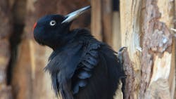 Why Don't Woodpecker Beaks Get Stuck in Trees? Why Don't Woodpecker Beaks Get Stuck in Trees?