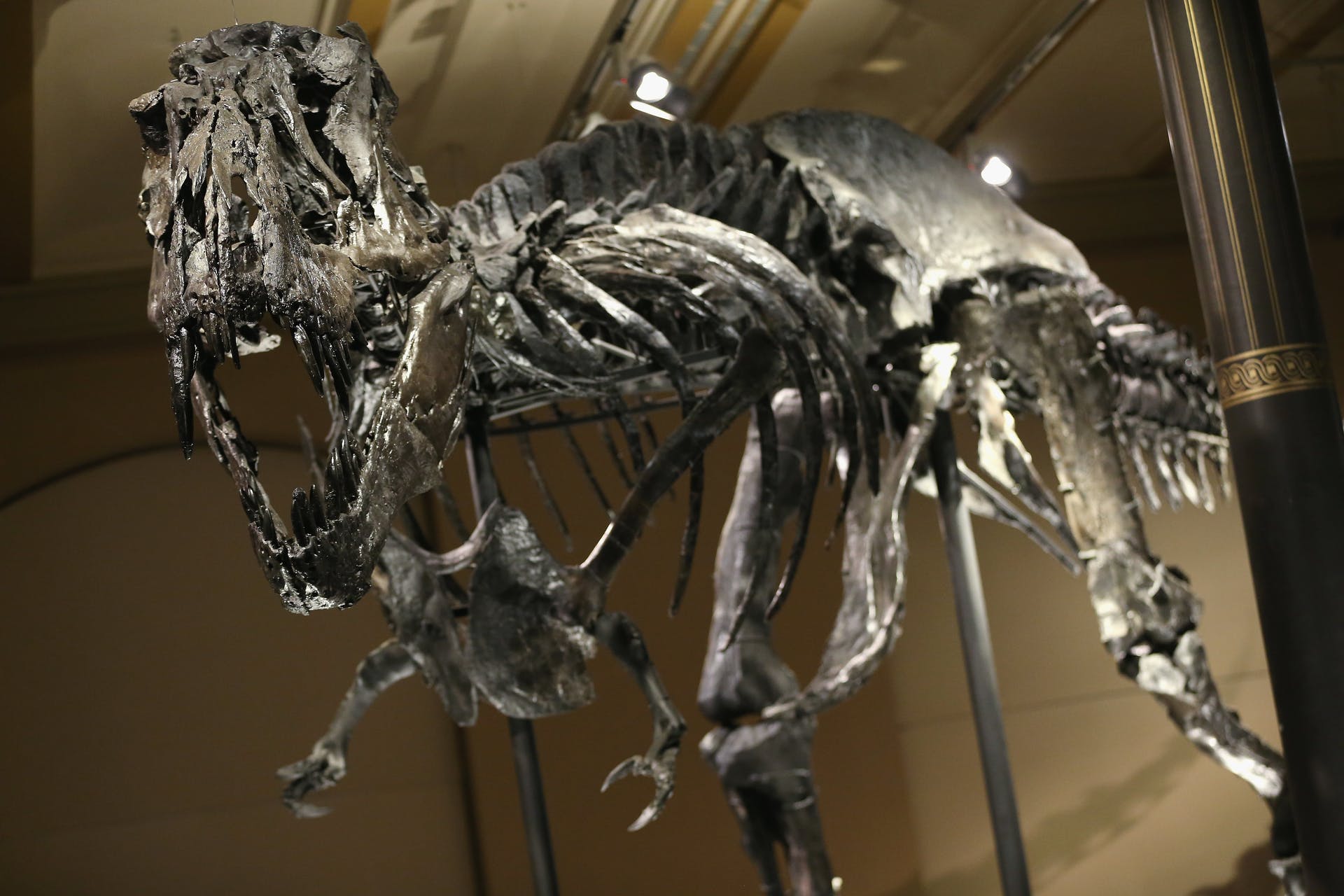 BERLIN, GERMANY - DECEMBER 17: The skeleton of Tristan the Tyrannosaurus Rex stands on display on the first day Tristan was exhibited to the public at the Museum fuer Naturkunde (Natural History Museum) on December 17, 2015 in Berlin, Germany. The skeleton, unearthed in the U.S. state of Montana in 2012, is among the best-preserved large dinosaur skeletons ever found. Tristan is approximately 66 million years old, is 39 ft (12 m) long and is the first complete Tyrannosaurus Rex to ever be displayed in Europe. Tristan will be on exhibition at the Berlin natural history museum for the next 3 years.