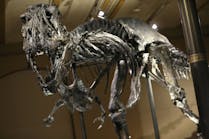 skeleton of Tristan the Tyrannosaurus Rex