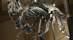 BERLIN, GERMANY - DECEMBER 17: The skeleton of Tristan the Tyrannosaurus Rex stands on display on the first day Tristan was exhibited to the public at the Museum fuer Naturkunde (Natural History Museum) on December 17, 2015 in Berlin, Germany. The skeleton, unearthed in the U.S. state of Montana in 2012, is among the best-preserved large dinosaur skeletons ever found. Tristan is approximately 66 million years old, is 39 ft (12 m) long and is the first complete Tyrannosaurus Rex to ever be displayed in Europe. Tristan will be on exhibition at the Berlin natural history museum for the next 3 years.