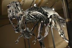 BERLIN, GERMANY - DECEMBER 17: The skeleton of Tristan the Tyrannosaurus Rex stands on display on the first day Tristan was exhibited to the public at the Museum fuer Naturkunde (Natural History Museum) on December 17, 2015 in Berlin, Germany. The skeleton, unearthed in the U.S. state of Montana in 2012, is among the best-preserved large dinosaur skeletons ever found. Tristan is approximately 66 million years old, is 39 ft (12 m) long and is the first complete Tyrannosaurus Rex to ever be displayed in Europe. Tristan will be on exhibition at the Berlin natural history museum for the next 3 years.