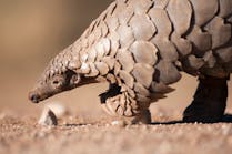 Roll Up: Pangolin-Inspired Robot Is Designed to Travel Within the Human Body