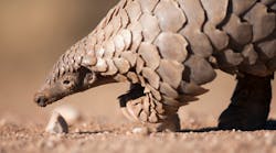 Roll Up: Pangolin-Inspired Robot Is Designed to Travel Within the Human Body