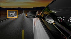 max028003owlainightvisiondear max028003owlainightvisiondear