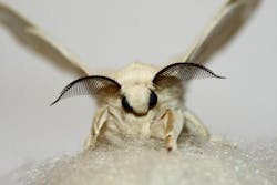 Silk moth on its silk