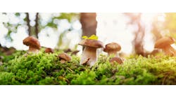 Fun Innovations Friday: Electric Mushrooms are Being Used to Control Robots Fun Innovations Friday: Electric Mushrooms are Being Used to Control Robots