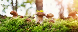 Fun Innovations Friday: Electric Mushrooms are Being Used to Control Robots Fun Innovations Friday: Electric Mushrooms are Being Used to Control Robots
