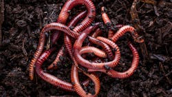 Fun Innovations Friday: GE's Robot Worm Could Change Aircraft Maintenance Fun Innovations Friday: GE's Robot Worm Could Change Aircraft Maintenance