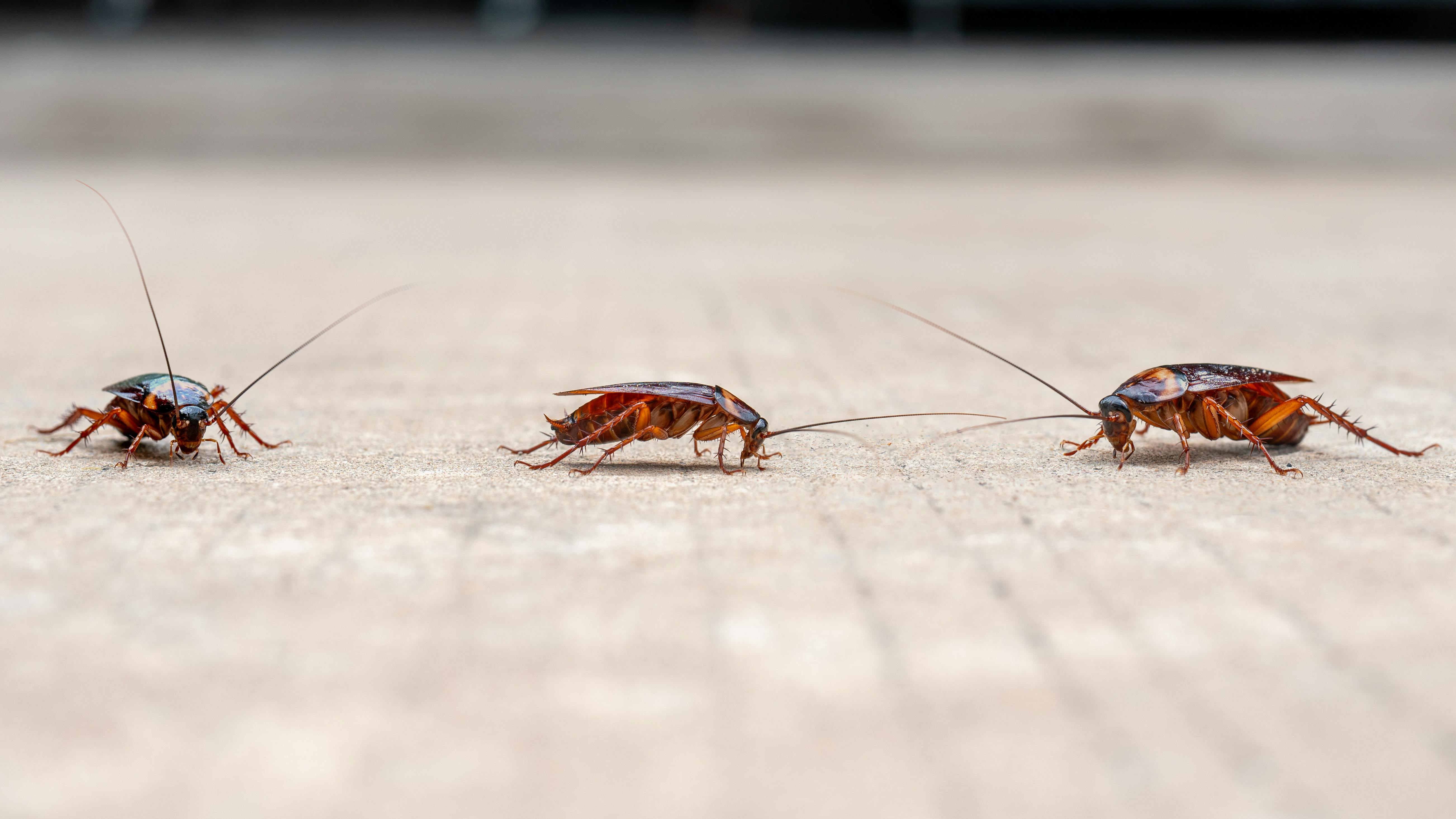 Three cockroaches walking on the floor