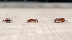 Three cockroaches walking on the floor Three cockroaches walking on the floor