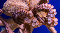 Common octopus in large sea water aquarium