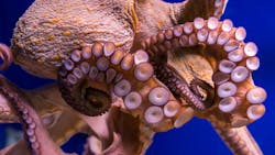 Common octopus in large sea water aquarium Common octopus in large sea water aquarium