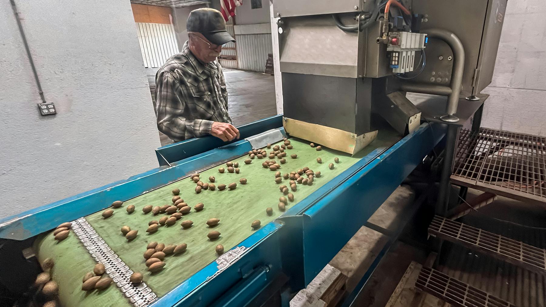 From 6 Sorters to 1: Inside a Pecan Line's X-Ray Upgrade